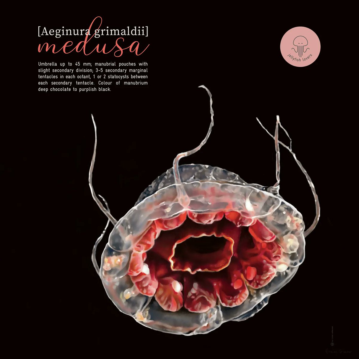 Medillustrates's tweet photo. Zoological visualization of a #jellyfish, accompanied by scientific facts, by the talented Linda Lubbersen.
Explore her portfolio: https://t.co/3DWXLBwCIT
#scientificvisualization #scienceart #sciart #scientificillustrations #scientificdrawing #science #naturalscience #medusa https://t.co/SLzkJLWEF9