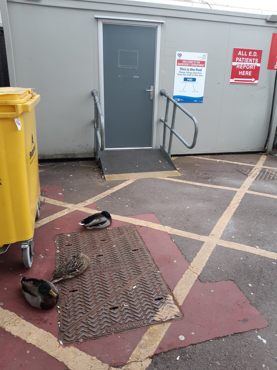 Well it's been an interesting day at RPH testing our streaming and escalation process .we have ducks queuing at the pod! Clearly fit to Sit!!💚💙 <a href="/dsuart/">David Suart</a> <a href="/joyfurnival/">Dr Joy Furnival CEng MIET 🐝</a> <a href="/powerNHS/">Maxine Power</a> <a href="/NWAmb_QI/">NWAS Quality Improvement</a> @NwambG <a href="/AdeleMarkland/">Adele Markland</a>