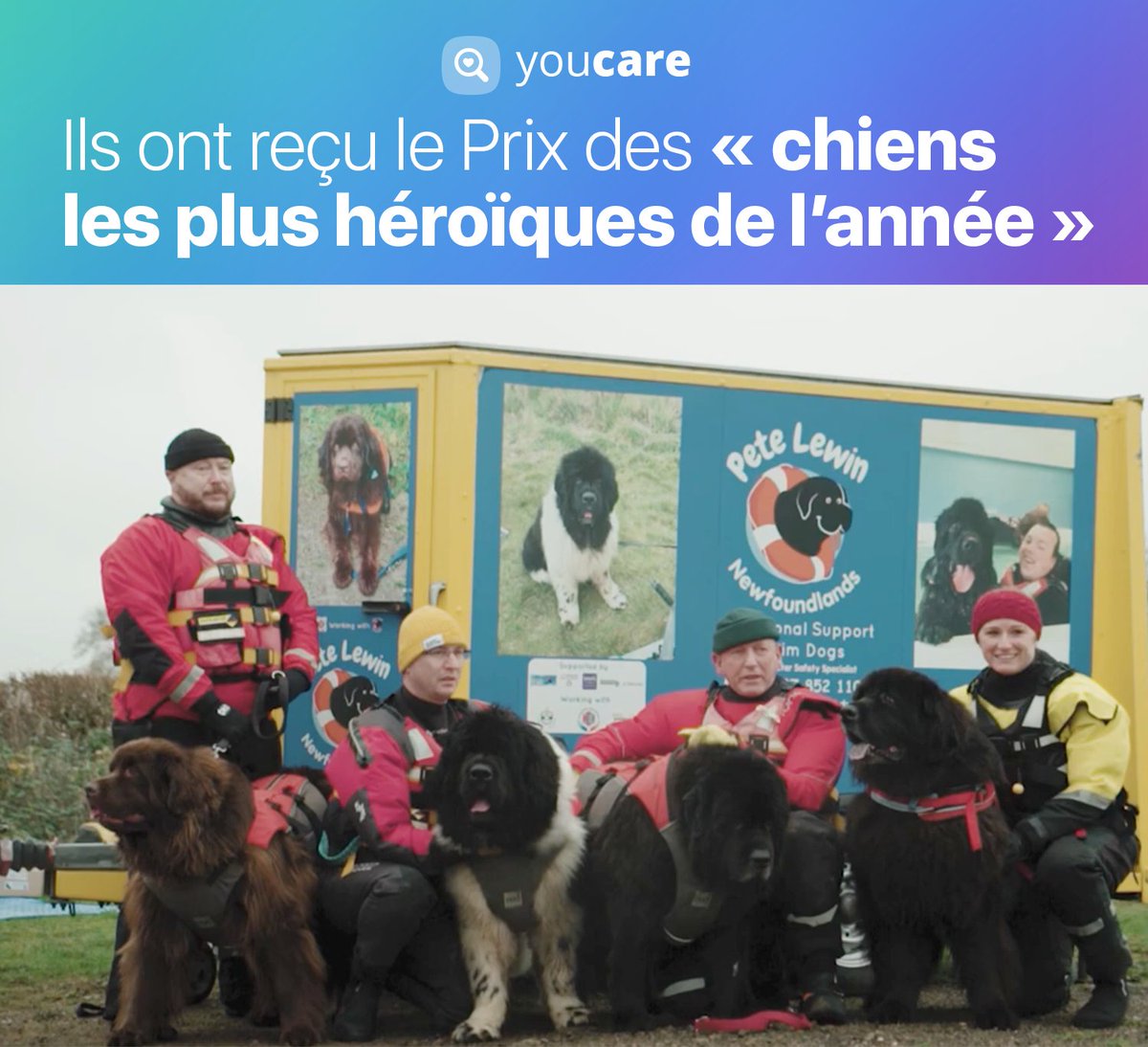 youcare_ngo's tweet photo. Au Royaume-Uni, 5 Terres-Neuves obtiennent le Prix des “chiens les plus héroïques de l’année”. Bob, Ralph, Sona, Storm et Walker sont entraînés pour sauver des personnes de la noyade. Ils sauvent aussi émotionnellement les victimes 💪
Source : FranceInfo
#youcare #helpinganimal https://t.co/vX1WkFcDYz