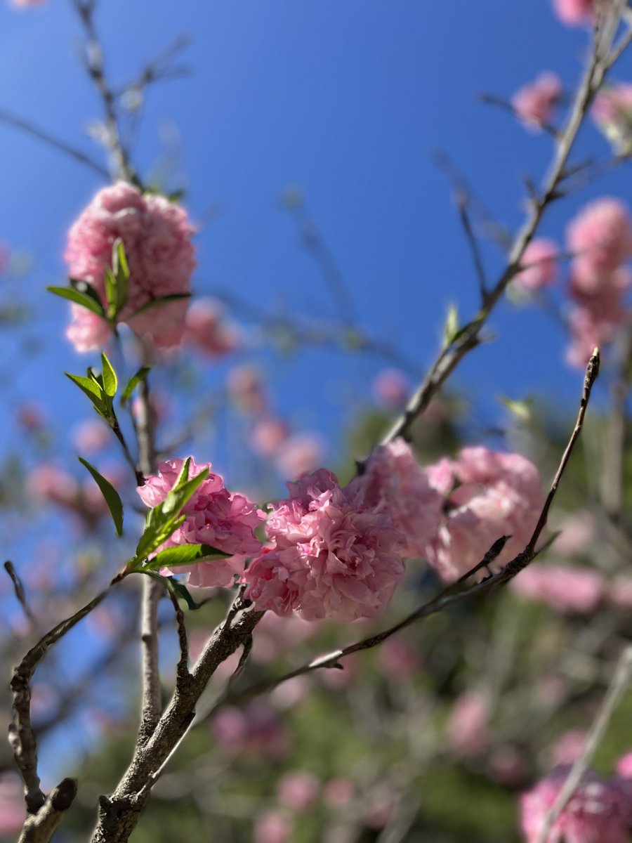 More Spring pictures please! Share yours here. ⬇️🌸🌸🌸