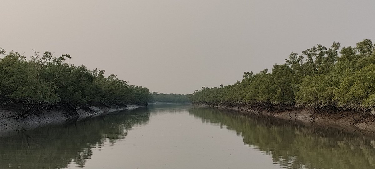 Sumana Banerjee (@sumanab2401) on Twitter photo On this #InternationalDayofForests I thank @cailadd & <a href="/livingdeltas/">GCRF Living Deltas Hub</a> for being instrumental in kindling an interest in #mangroves in me. Fortunate to get opportunities to visit the Indian #Sundarban time and again for #fieldwork and learn something new about these natural sentries On this #InternationalDayofForests I thank @cailadd & <a href="/livingdeltas/">GCRF Living Deltas Hub</a> for being instrumental in kindling an interest in #mangroves in me. Fortunate to get opportunities to visit the Indian #Sundarban time and again for #fieldwork and learn something new about these natural sentries