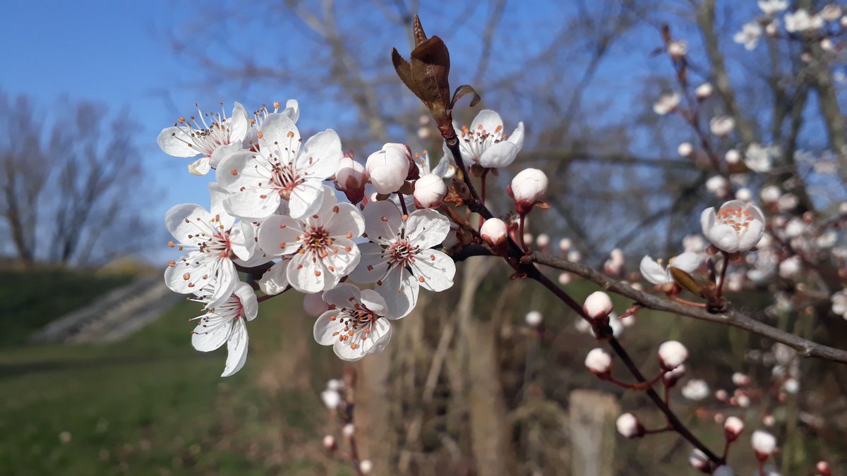 #cherryplum #Kirschpflaume #Spring #sunnyday #nature #NatureBeauty