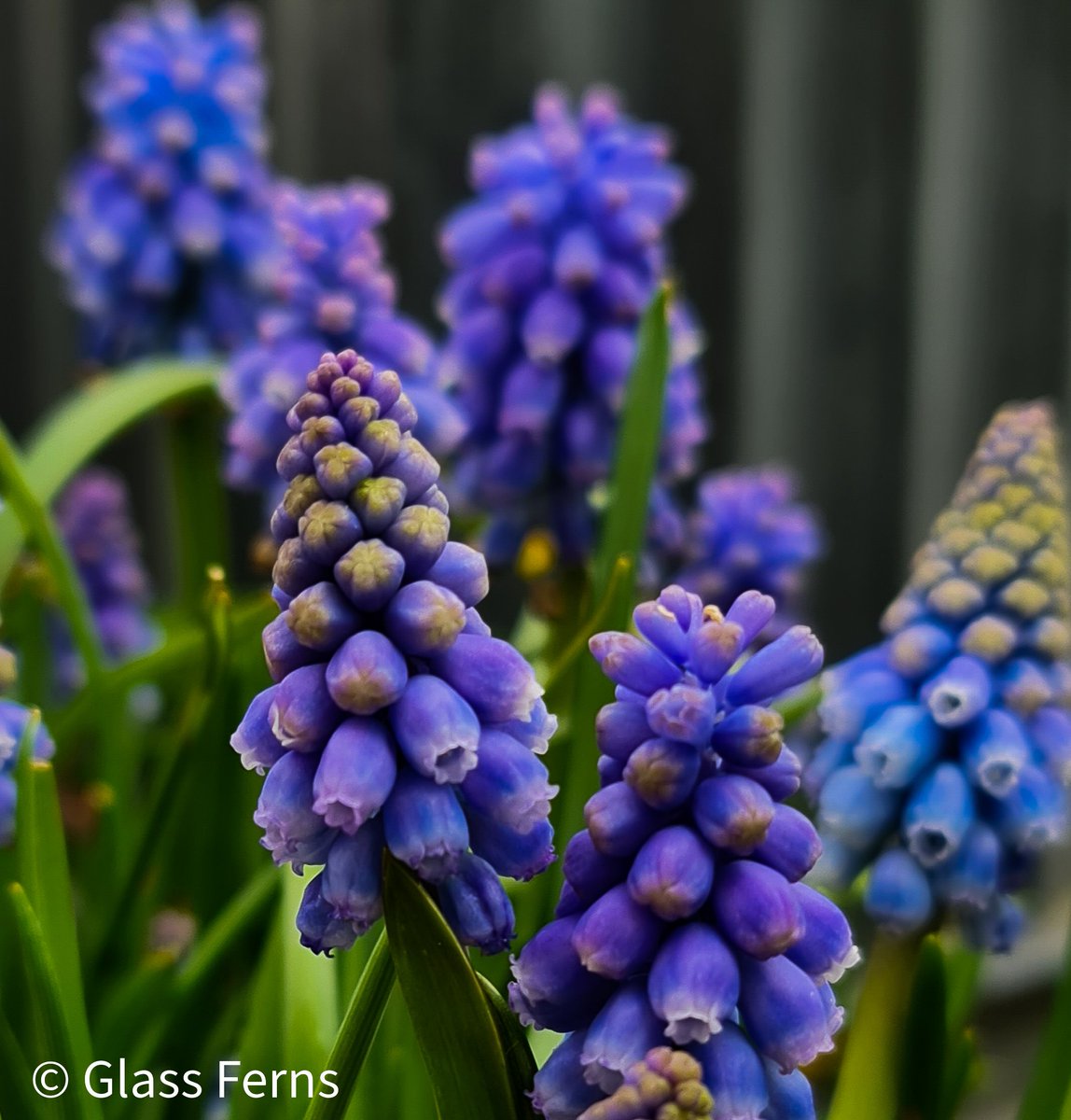 Spring has sprung and it is beautiful. Deep purple, vibrant pink and stunning blue hues of the delicate muscari, grape hyacinth
#photography
#mygarden
#spring
#inspiration 
#GardeningTwitter
#photography
#muscari
#grapehyacinth