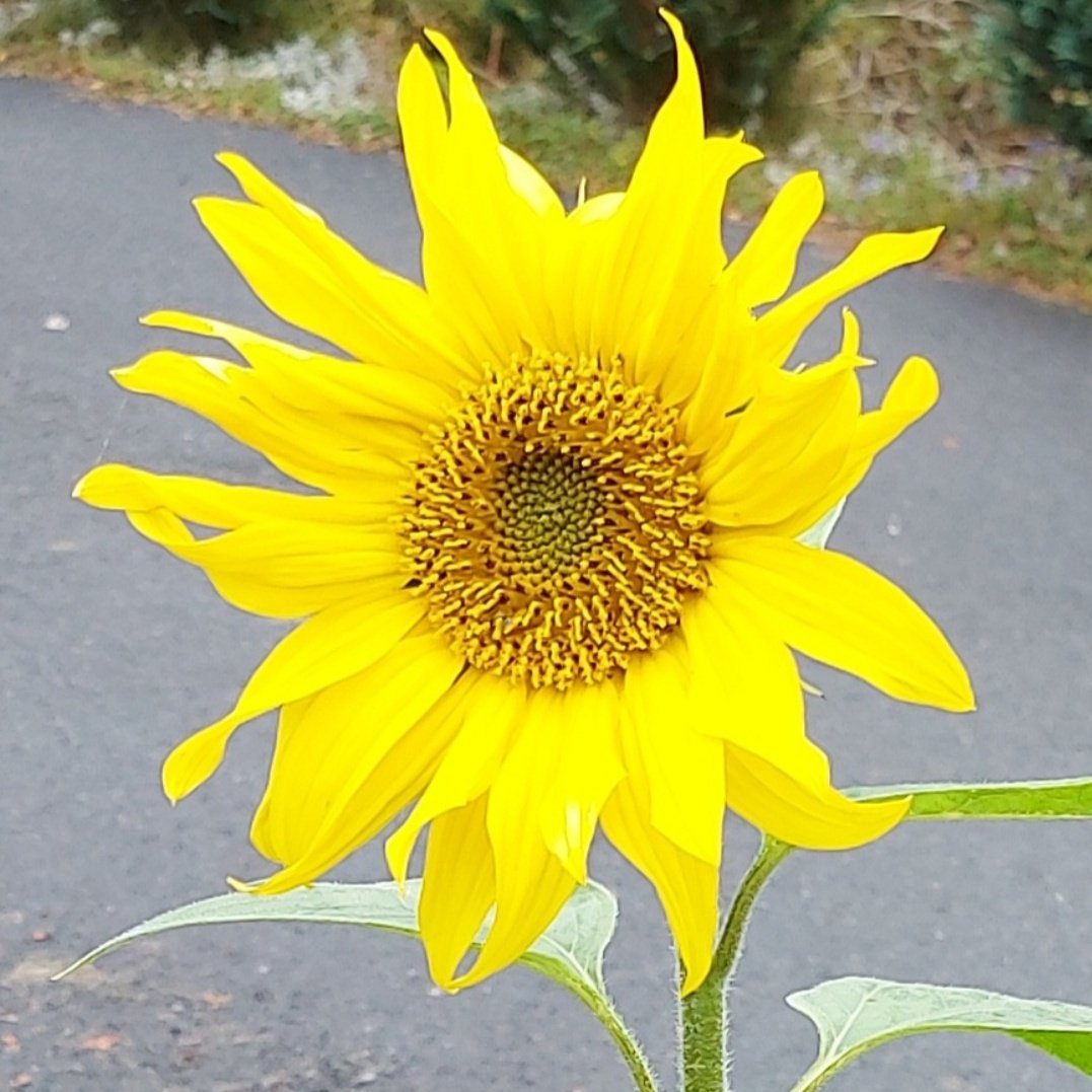 karska's tweet photo. #NyttProfilbilde https://t.co/HavBT1V1eq