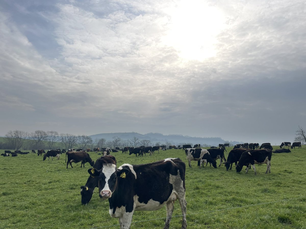 Cows are staying out tonight 👌