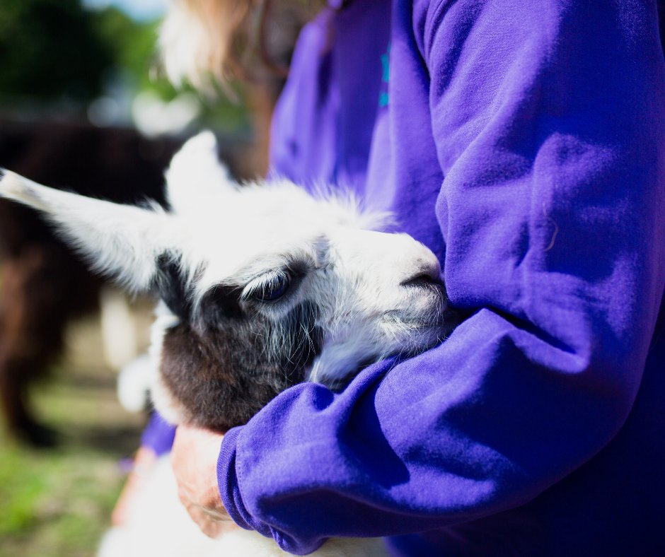 IAmFarmHer's tweet photo. Secretly wishing we were cuddling llamas instead of doing all the Monday things ���#llamamama #cuddles https://t.co/ZjRlCnU0UC
