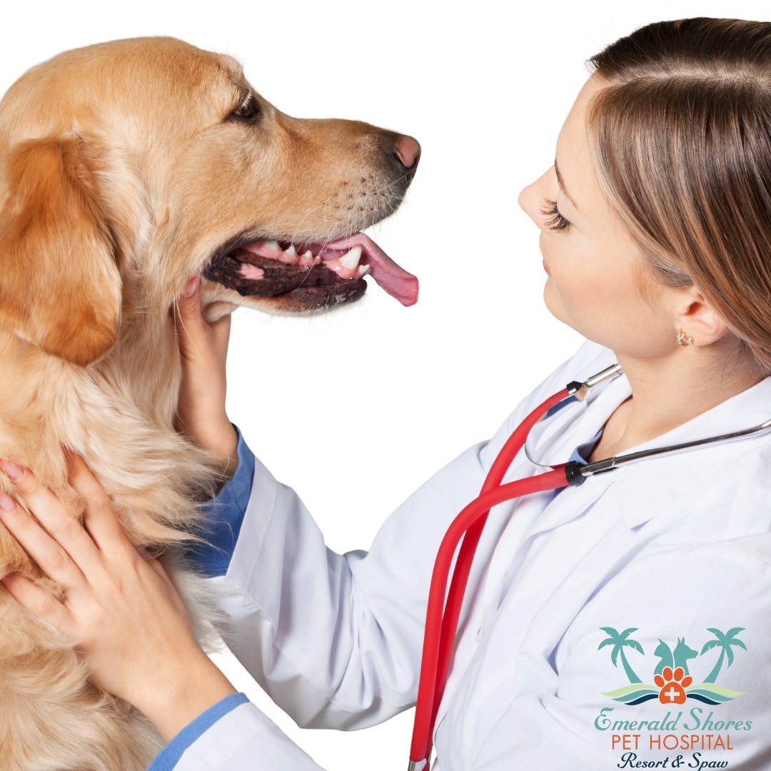 EmeraldShoresPetHospital on Twitter "If you have a love for pets and