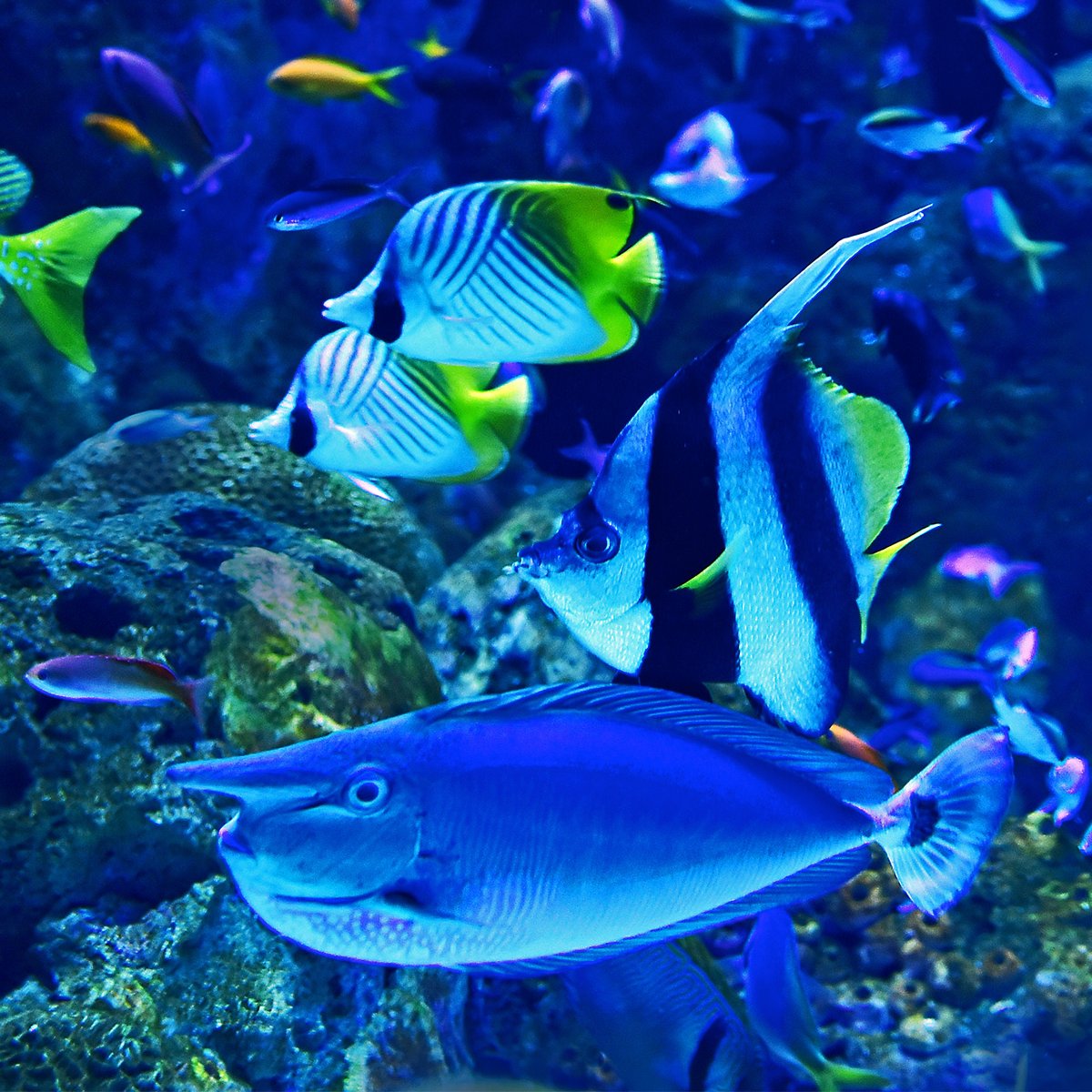 Finpesca's tweet photo. Lo sai che...? 🐟  Ad oggi sono state riconosciute circa 34 mila specie di pesci. Questo equivale al 50% di tutti i vertebrati al mondo! https://t.co/IzFmQsKG2I