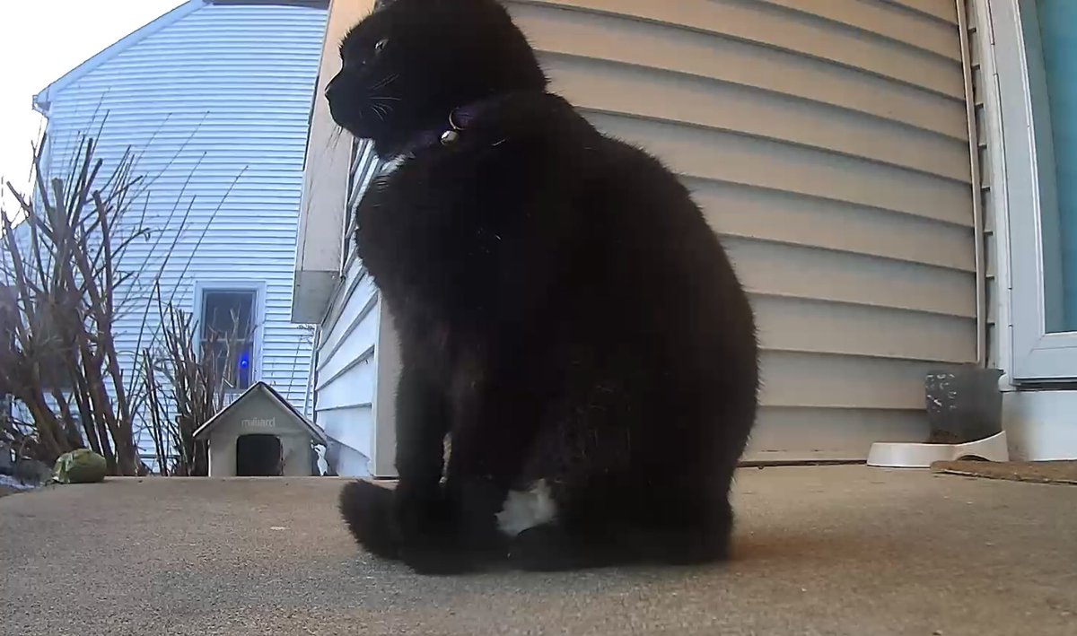 Meownificent_7's tweet photo. #Porchie Guard Duty https://t.co/gD94AtbaVk