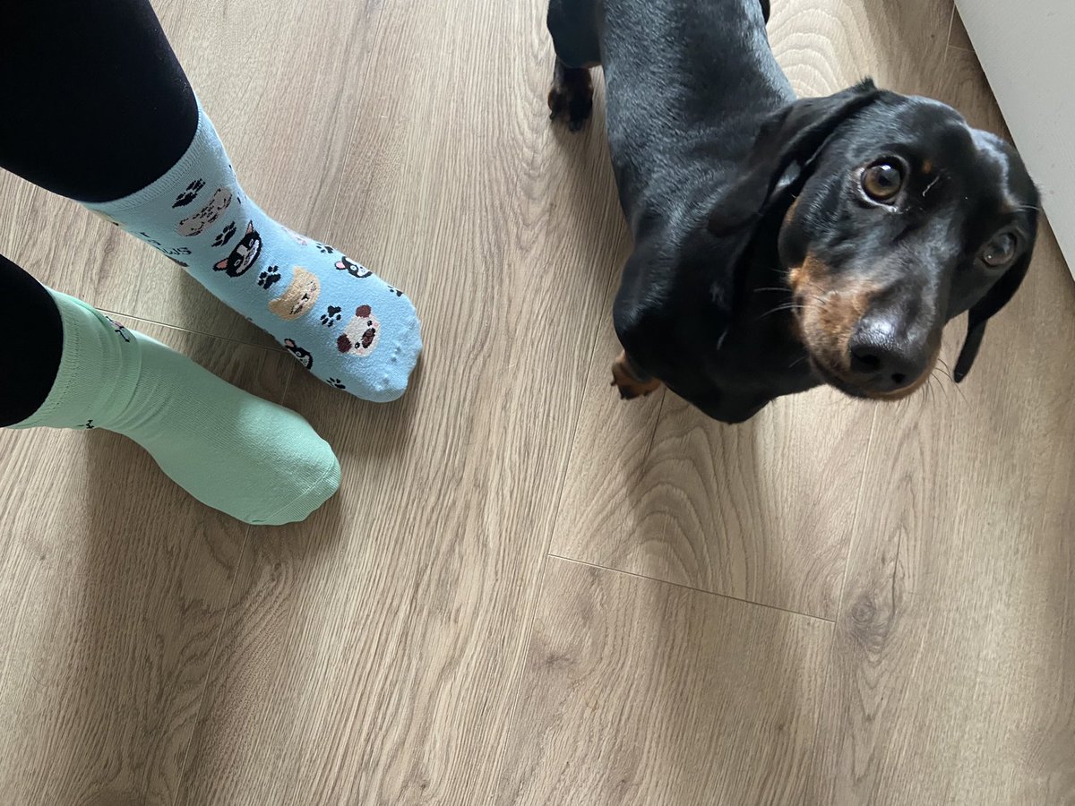 RhiannonT90's tweet photo. Odd socks for #WorldDownSyndromeDay 

Kevin the Dog approves 🐾 https://t.co/wVvL3uEQYw
