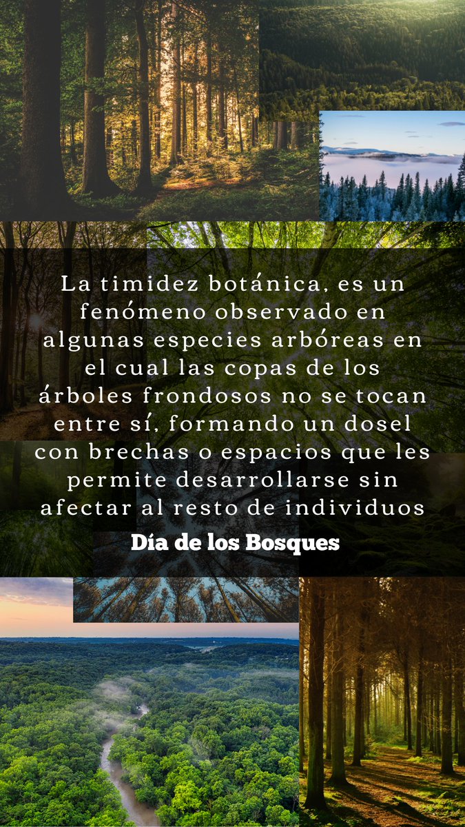#DiaInternacionaldelosbosques  El tema para 2022 del es: “Bosques: consumo y producción sostenibles”. El lema supone un llamado a elegir madera sostenible para las personas y el planeta. Los bosques son fundamentales para combatir el cambio climático. Cuidemos de ellos. <a href="/ONU_es/">Naciones Unidas</a>