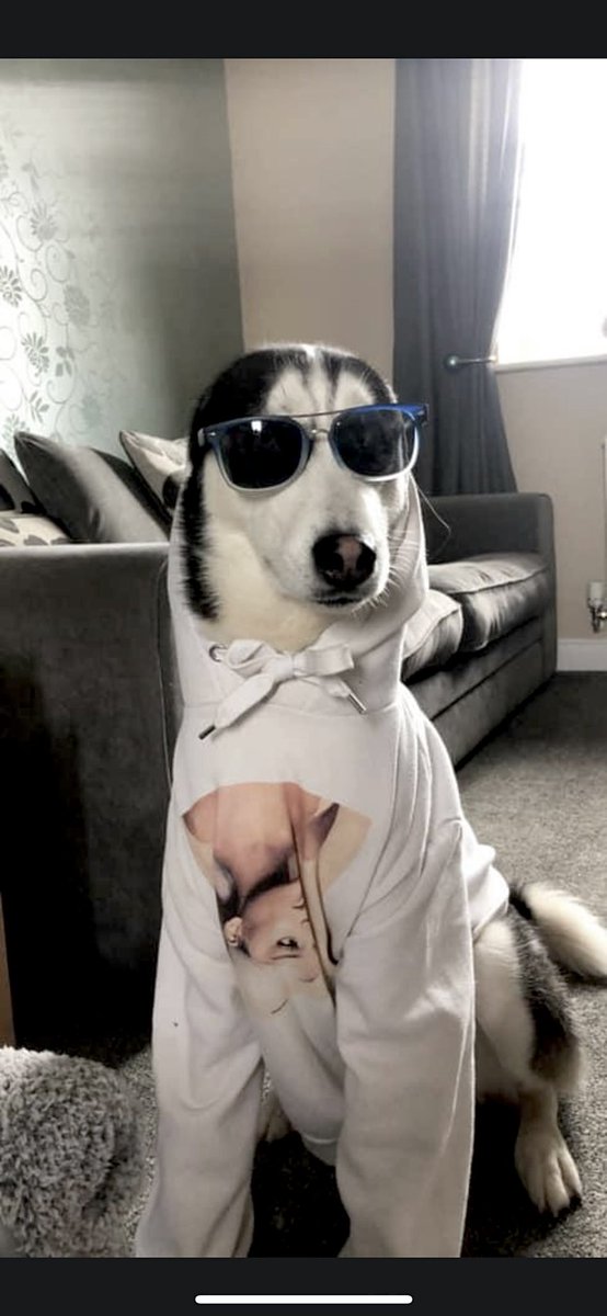 Caseyrobinsonx's tweet photo. #PLTpet @OfficialPLT Anubis🐾🤍 https://t.co/fbR5teexAL