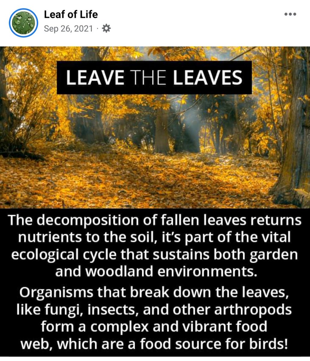SantoshNJois's tweet image. #Leaves are food and shelter to the rest of the ecosystem incl. humans. Please do not burn them, instead collect them add to the soil. Please. A humble request.