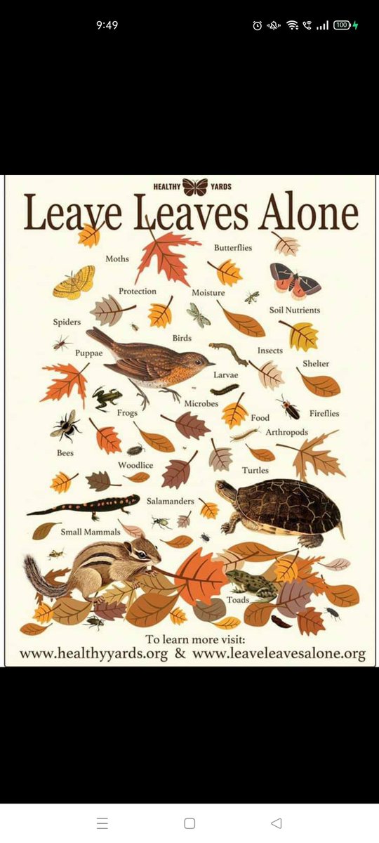 SantoshNJois's tweet image. #Leaves are food and shelter to the rest of the ecosystem incl. humans. Please do not burn them, instead collect them add to the soil. Please. A humble request.