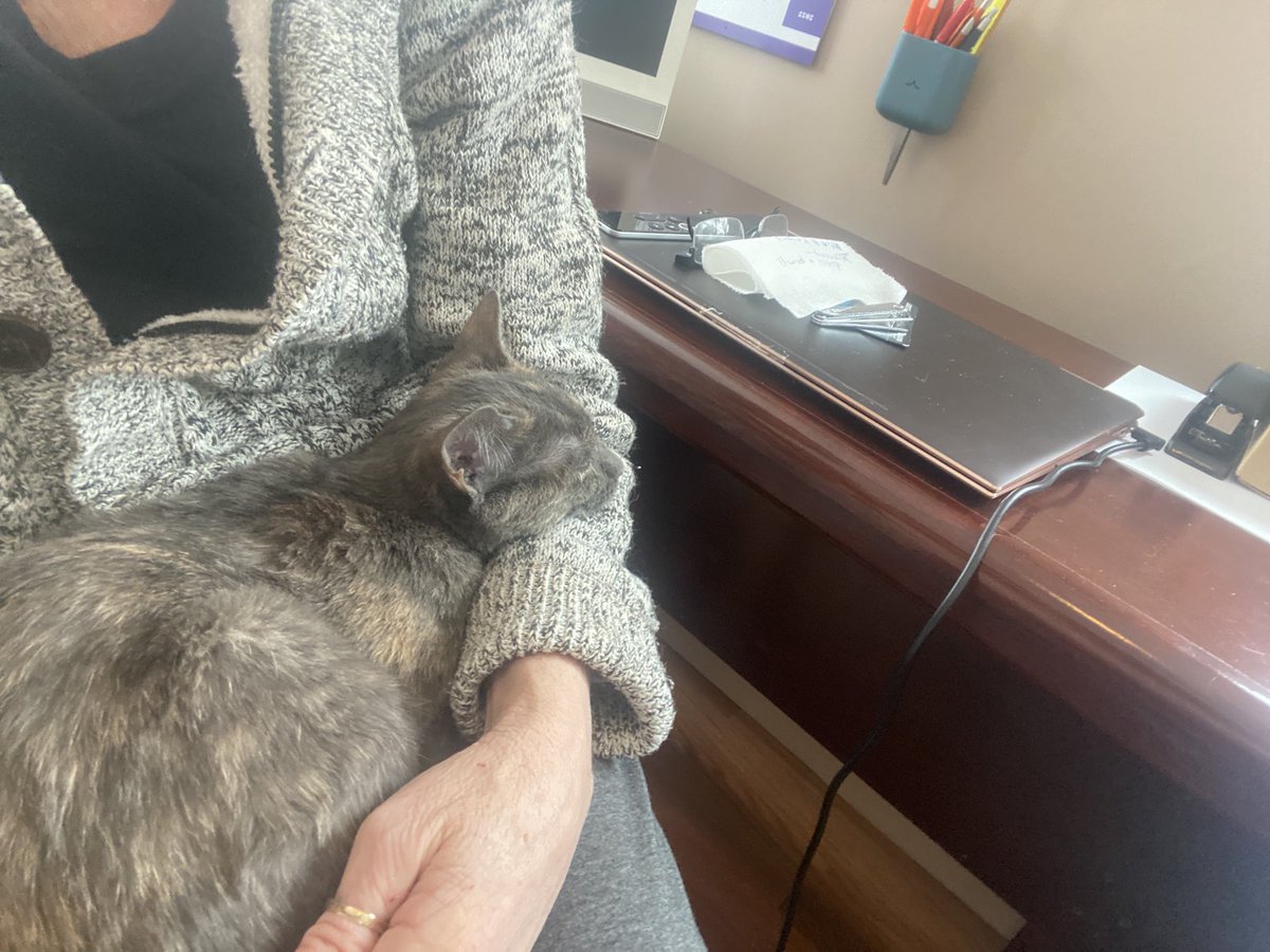 LokiAndFreya2's tweet photo. Sitting down for work at the home desk w/my assistant after her morning follies w Pixie. ☺️
#CatsOfTwitter #KittensOfTwitter #SpecialNeedsCats #SpecialNeedsKittens #CuteKittens #MotivationMonday https://t.co/89tjlxPg8Y