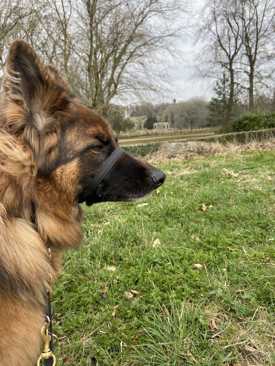 Pawtrol round Stowe again today. Dis me fearsum zombie scarer look. No zombies to report, just a rood pony who pulled a face at me an blew a razberry! Me was nearly as big as him an all! #ZSHQ