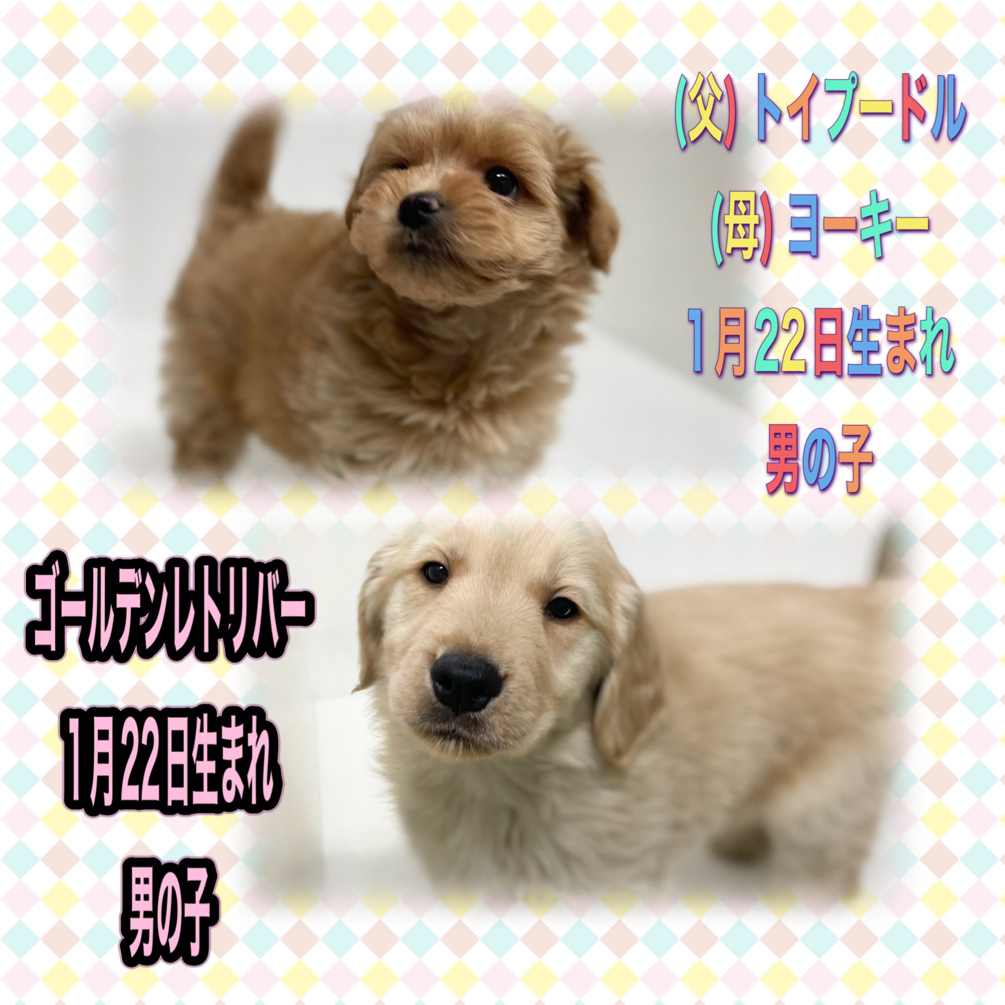 ピンチ 錆び インディカ かねだい 犬 南方の 四面体 コーラス