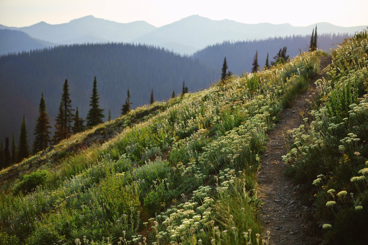 Forest Service NW tweet media