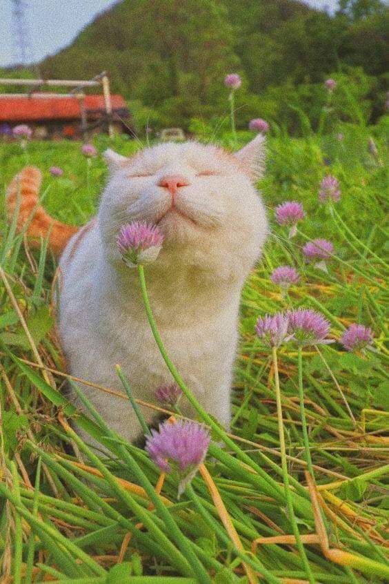 gatitos_qctd's tweet photo. https://t.co/AD0DfccWba