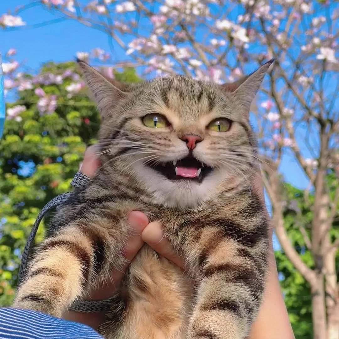 gatitos_qctd's tweet photo. https://t.co/AD0DfccWba