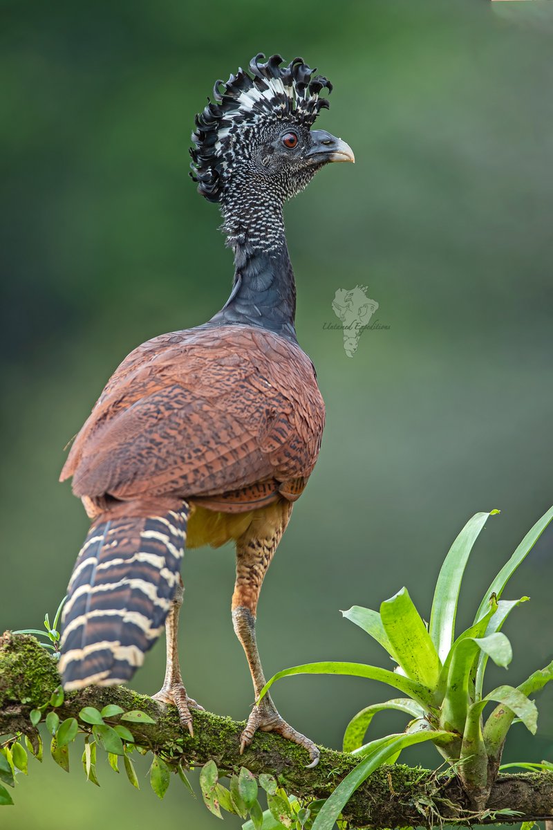 UntamedExp's tweet photo. FULL VIEW!

Great Curassow (♀️) - Craz rubra

Every now and again we find the female of a bird secies is more striking thank the male.

Untamed Costa Rica Photography Expedition
https://t.co/KOtI0JEhb0

#untamedexpeditions #greatcurassow #craxrubra #costarica #birdphotography https://t.co/erEqAgrdnd