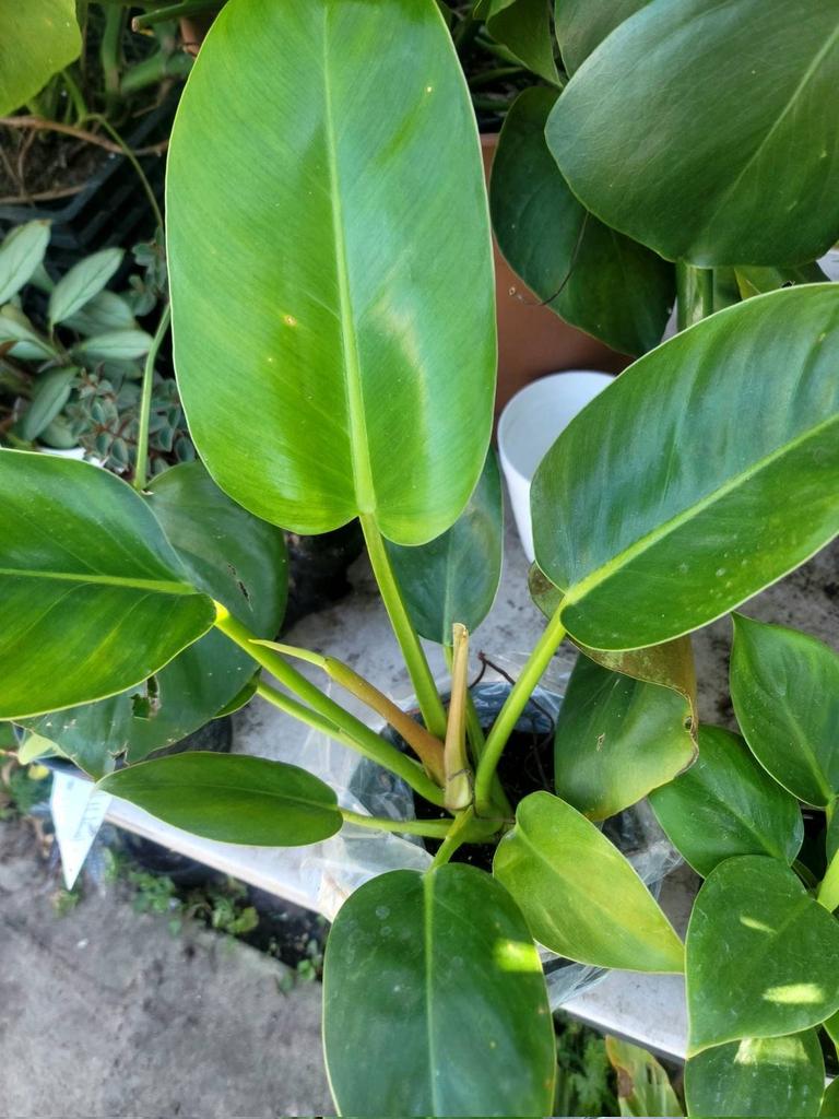 ConcreteChefs's tweet photo. Excited to share the latest addition to my #etsy shop: #Philodendron - #Green #Apple. Various #Sizes. #Free Shipping! #concretechefsgarden #concrete #chef #garden #etsyseller #shopsmall #houseplant #liveplant #indoorplant #Plant https://t.co/FsNFZlIUdV https://t.co/1eEqRzkJRv