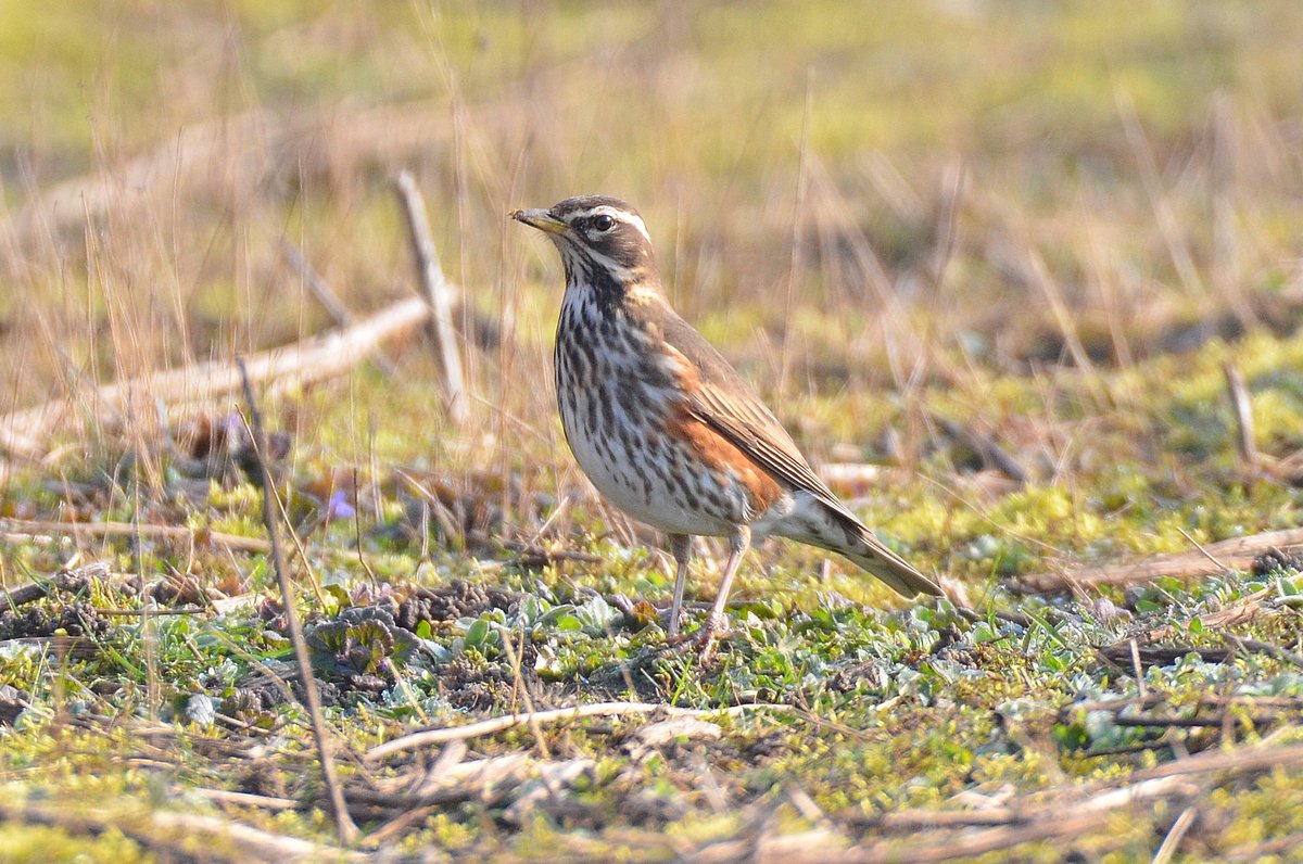 Dom Gwilliam-Bell tweet media