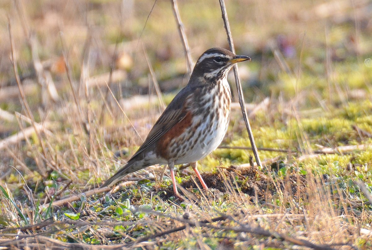 Dom Gwilliam-Bell tweet media