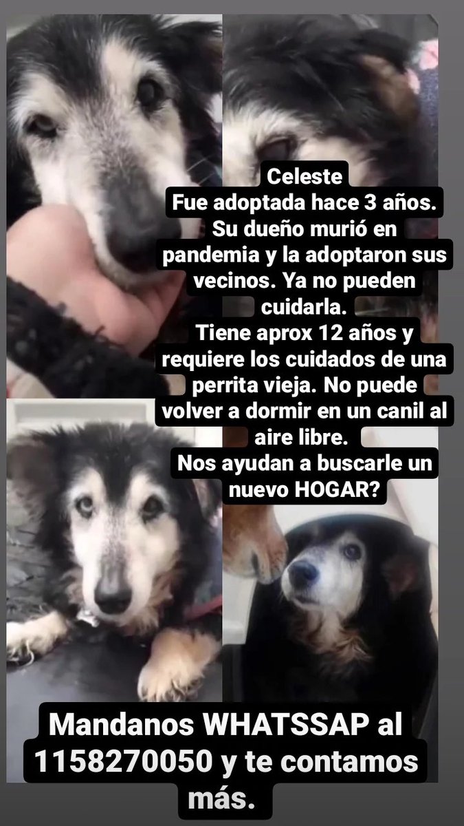 🔴CELESTE necesita una familia responsable. Tiene 12 años no puede dormir en un canil al aire libre. 1158270050