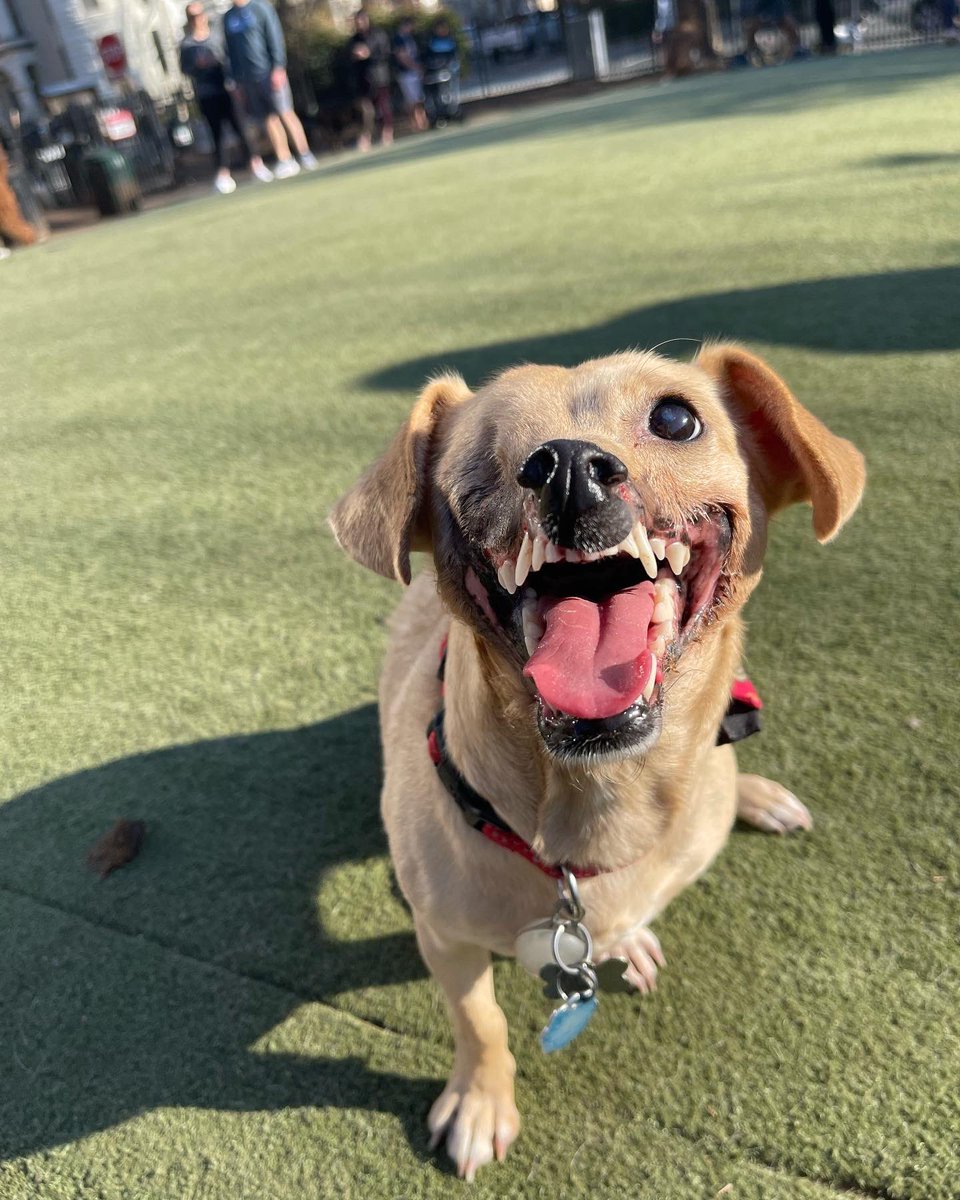 HaddieTheDog's tweet photo. Dog park! https://t.co/v7kMWVNyYh