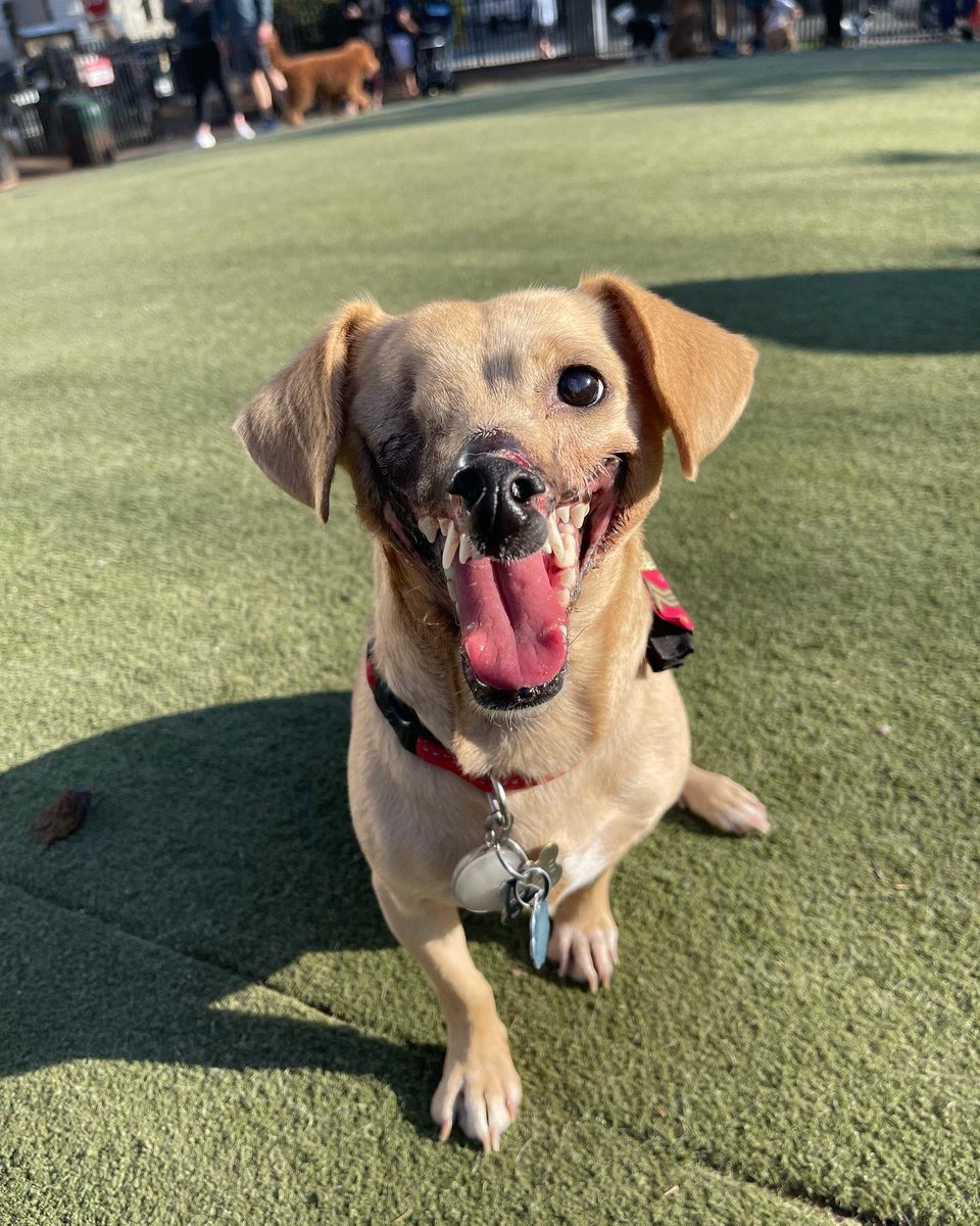 HaddieTheDog's tweet photo. Dog park! https://t.co/v7kMWVNyYh