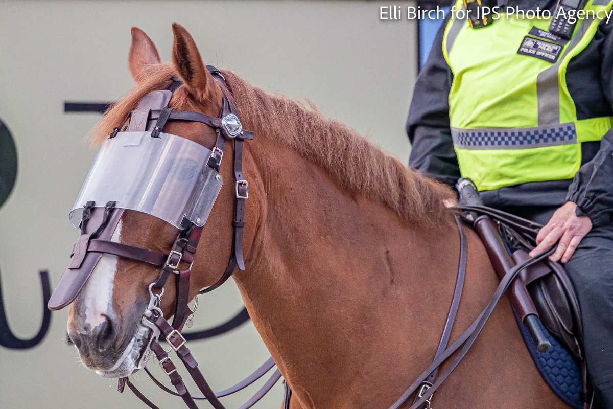 Fortheluvofcake's tweet photo. Nearly forgot why I was in Tottenham yesterday! Great to see the @CityHorses on duty. ⚽️FT: Spurs v West Ham 3-1 https://t.co/qTphYa2oMq