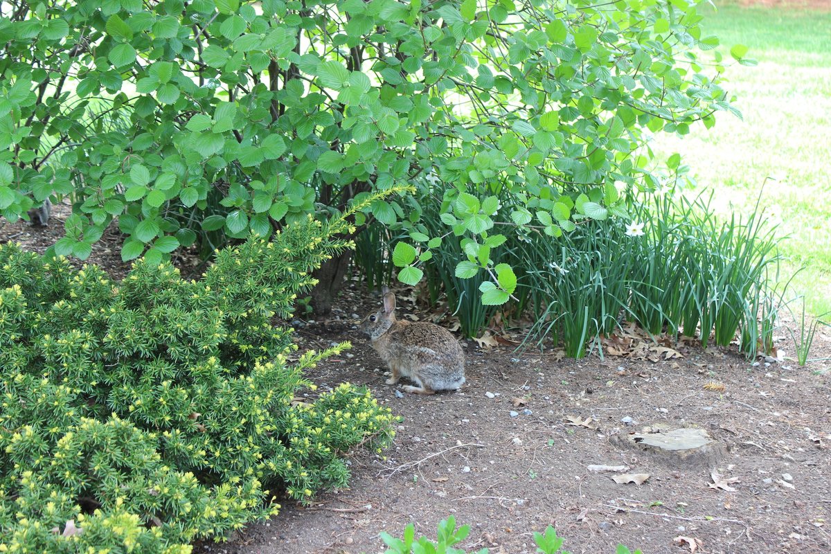 AdelphiU's tweet image. Who else is excited to see more #AdelphiBunnies on campus, now that #SpringAtAdelphi is here? 🐇🤗