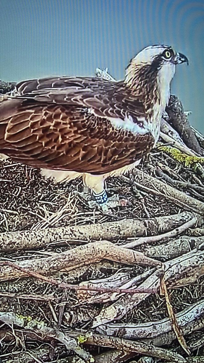 Holbinotweets's tweet photo. @rutlandospreys He's back!!! 😁 https://t.co/CHwoNp1i0j