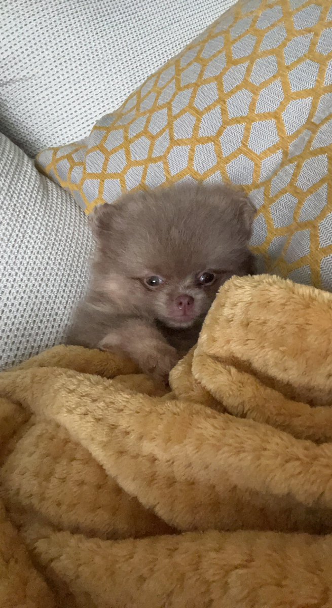 leahclark_xx's tweet photo. Mocha 🐻 #PLTpet #PLTPets @OfficialPLT https://t.co/lyjHK6SnyX