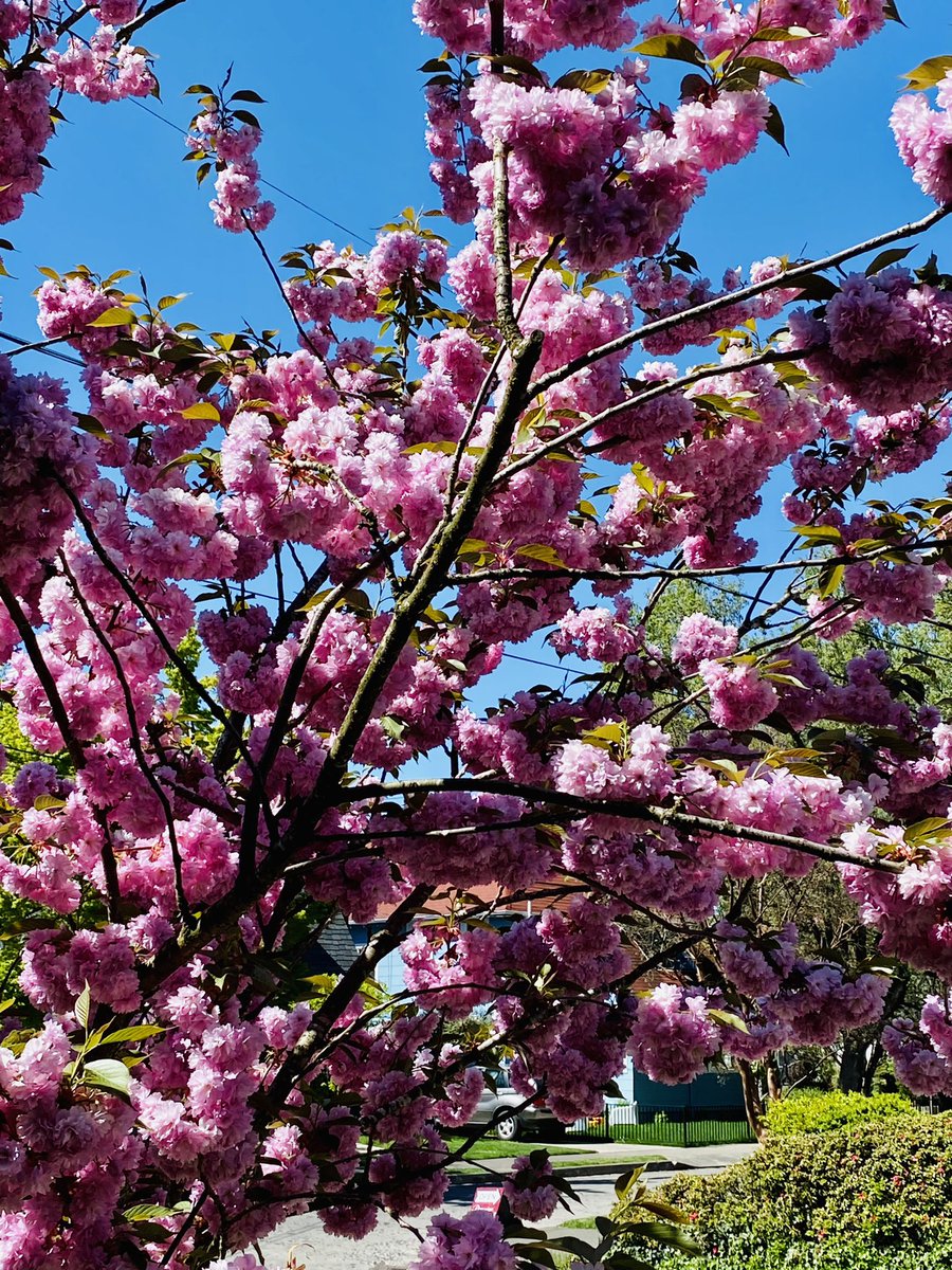 Christa_barton's tweet photo. ✨GM✨ Happy new beginnings this Spring! 💖Wishing you a beautiful now✨ https://t.co/S705dgDJPZ