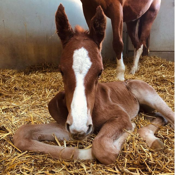 The stable where I go feed some times has a new member.