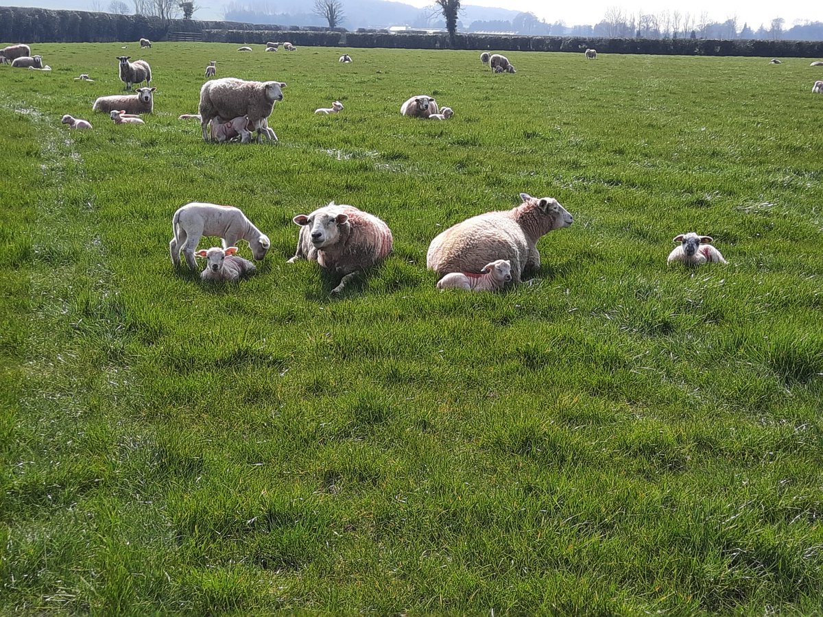 Jonny_H2018's tweet photo. Turnout 2022 ✔☀️🌱☘🌿 @PallasTb @Germinal_Ire https://t.co/etirK0Mvmw