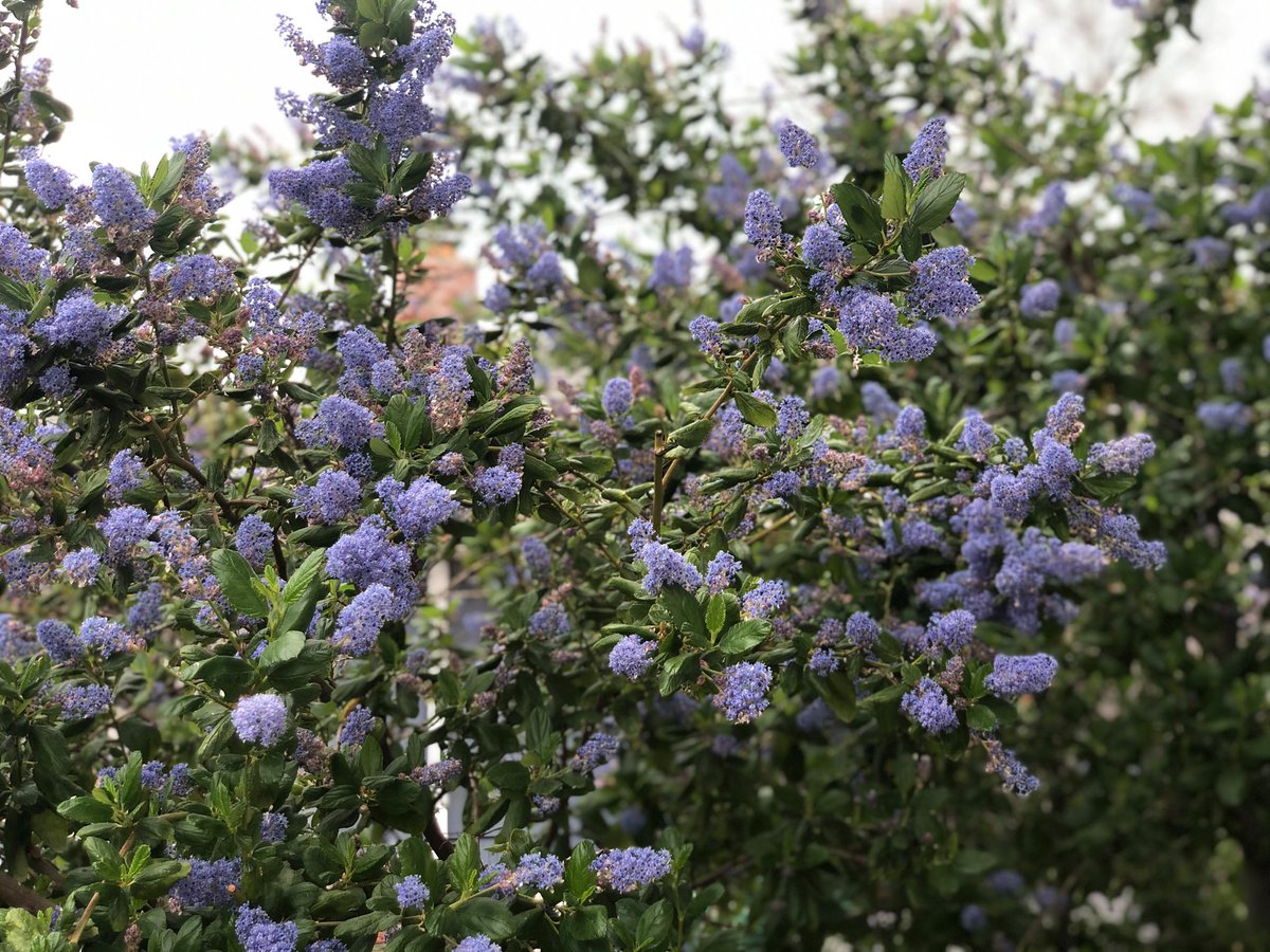 SonomaCountyMGs's tweet photo. A Summer-dry Garden Sense recommended plant
Ceanothus are a great native addition to a garden
Find out more about this beautiful North American species in the buckthorn family at https://t.co/pMd4hlDcfn 
#sonomamg #canative #gardensense https://t.co/KbakVSxm6f