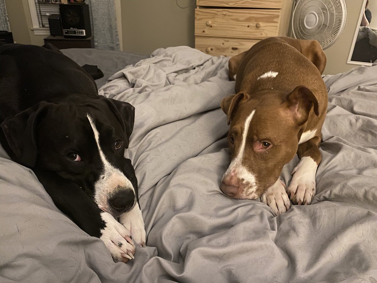 sahlagames's tweet photo. Hi friends, please keep my dog Mac in your thoughts. We had to take him to the emergency vet last night and he is doing worse today. We’re very scared and no one really knows what’s happening. 💔 https://t.co/l3ZimFdvq5