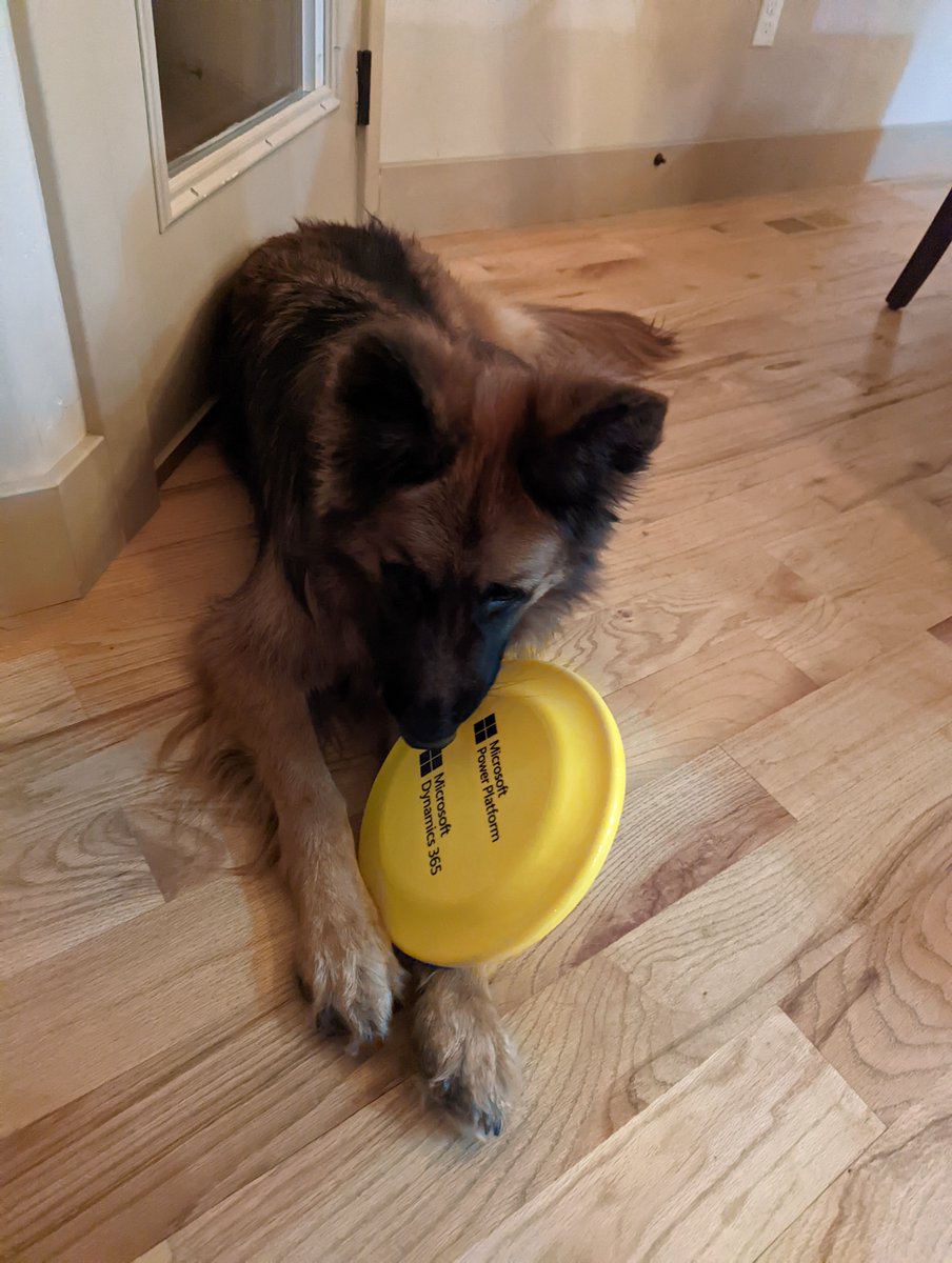 coloradojules's tweet image. got a box of swag and Xena is loving the new frisbee thanks @MSPowerApps and @heddanewman #PowerPups