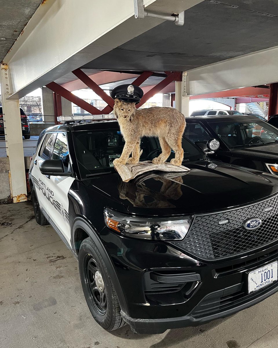 PolicePortland's tweet photo. Purrfect end to this kitty caper: no more missing Lynx! This morning Officer Brian Rollins returned the taxidermy animal to the Sagamore Hill Lounge after officers tracked down the suspect and asked him to return the lynx right meow. https://t.co/HOq3yQ2xBk