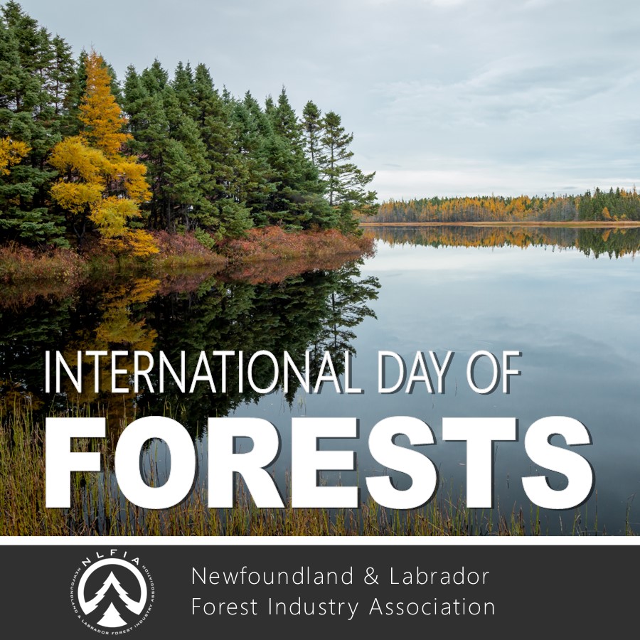NL_Forest_Ind's tweet photo. We celebrate #InternationalDayofForests with the aim of increasing awareness about the important role forests play in sustaining life on this planet. They provide food, water, shelter & help reduce the impact of life-threatening events like floods and climate change. #nlforestry https://t.co/lVniaayHRU
