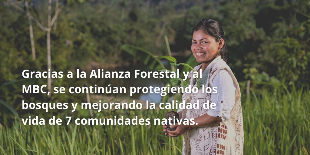 AiderONG's tweet photo. Entérate cuál es la contribución de la iniciativa Alianza Forestal a la conservación de los bosques Amazónicos en Ucayali, Perú.  

#AlianzaForestal #ForestAlliance #ManejodeBosquesComunales #Sostenibilidad https://t.co/GMyO1R85I7