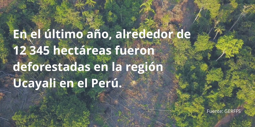 AiderONG's tweet photo. Entérate cuál es la contribución de la iniciativa Alianza Forestal a la conservación de los bosques Amazónicos en Ucayali, Perú.  

#AlianzaForestal #ForestAlliance #ManejodeBosquesComunales #Sostenibilidad https://t.co/F69VKjUYBX