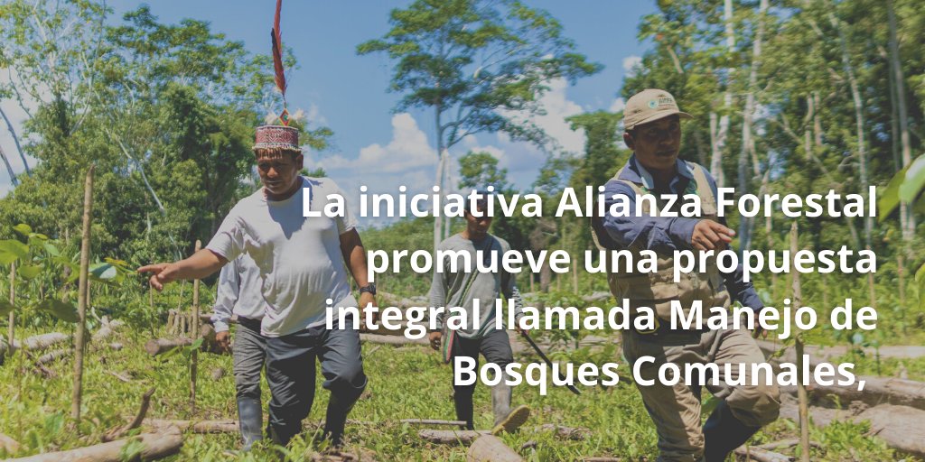 AiderONG's tweet photo. Entérate cuál es la contribución de la iniciativa Alianza Forestal a la conservación de los bosques Amazónicos en Ucayali, Perú.  

#AlianzaForestal #ForestAlliance #ManejodeBosquesComunales #Sostenibilidad https://t.co/jzBWO5LNsE