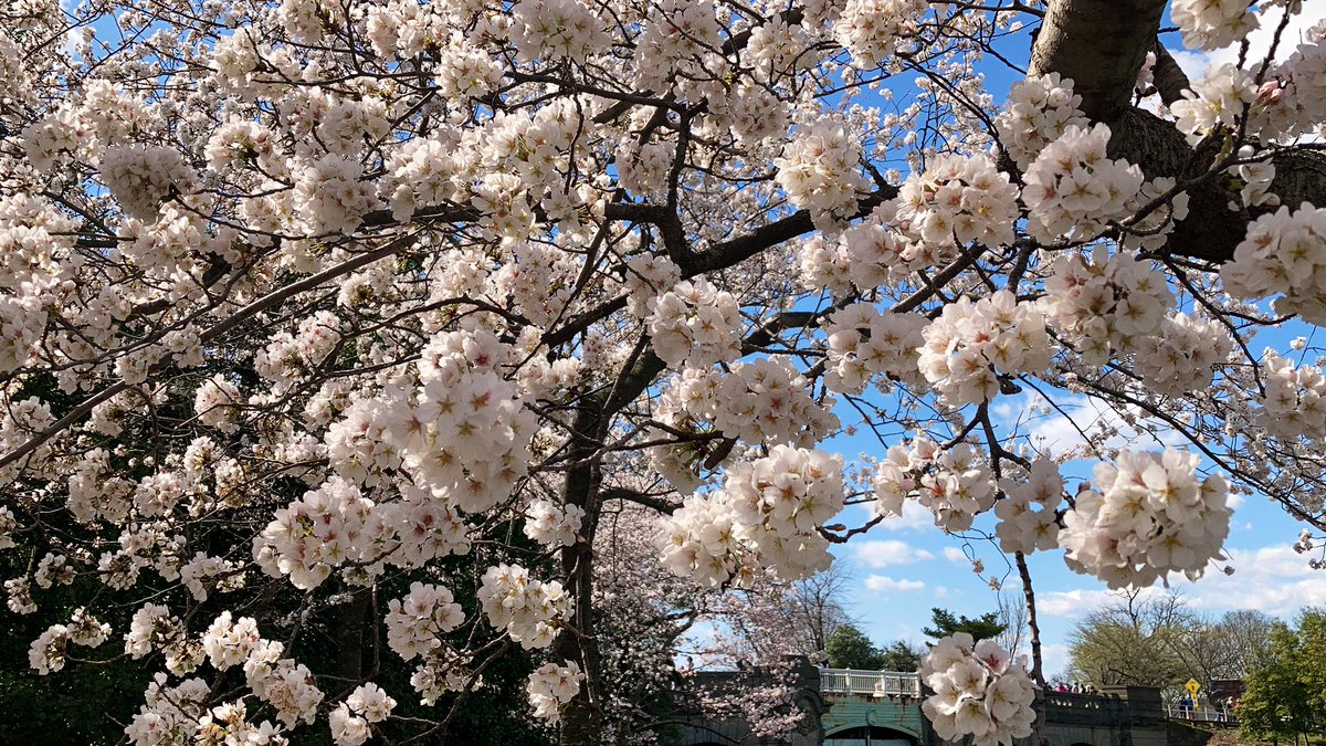 BREAKING: The National Park Service declares the cherry blossoms have reached peak bloom!