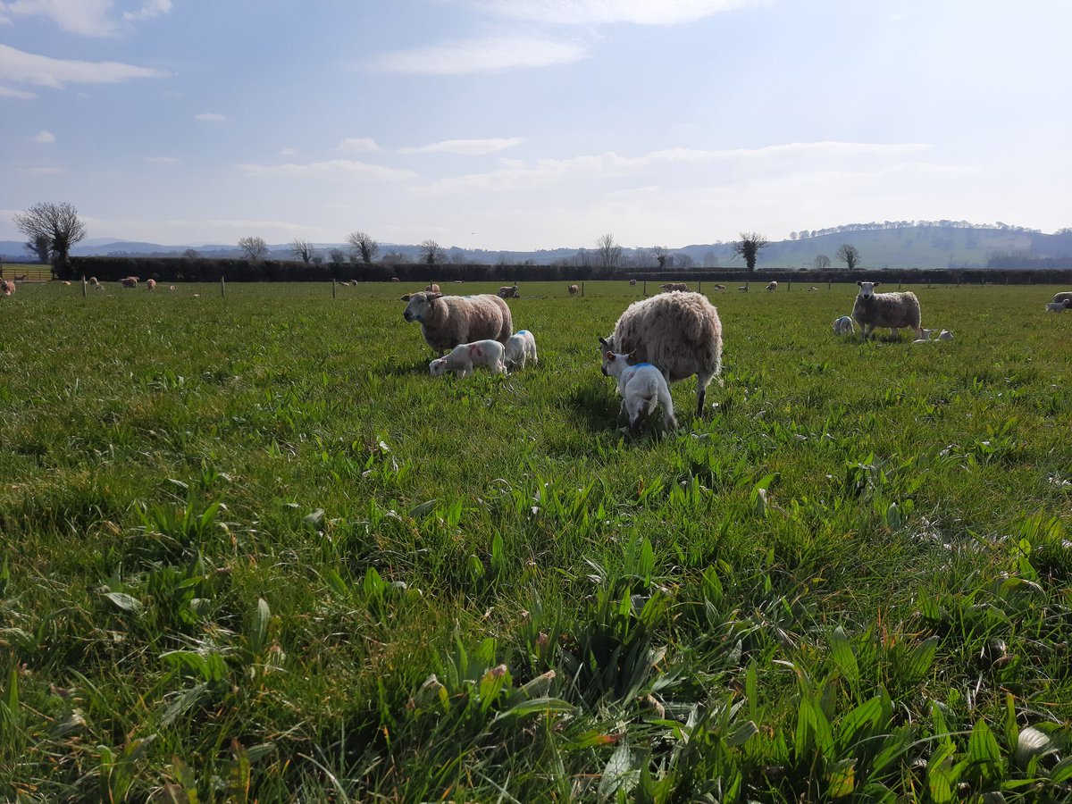 Jonny_H2018's tweet photo. Turnout 2022 ✔☀️🌱☘🌿 @PallasTb @Germinal_Ire https://t.co/etirK0Mvmw