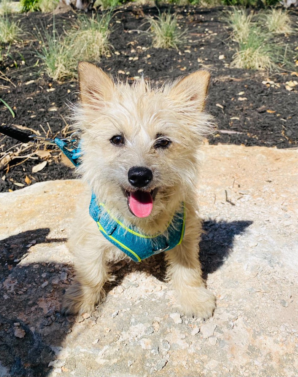 MontereyRanch's tweet photo. Say hello to Monterey Ranch Pet Resident, Huey!
#WeLoveOurPetResidents #PetFriendly #AustinPets #FurryFriends #Austin #lovewhereyoulive https://t.co/bQ4ltYwg0T