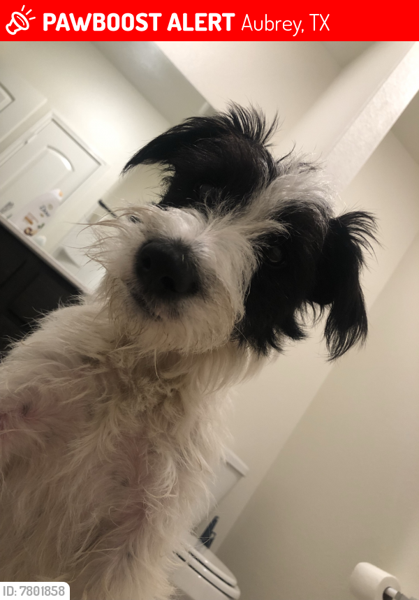 TXLostPets's tweet photo. Please RT! Violet went #missing on March 20, 2022 in Aubrey #Texas 76227 near New hope rd
 #lostdog #lostpets #pawboost https://t.co/thoZhBkPRy https://t.co/ZmwrtaAaxV